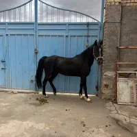 مادیون مشکی واکسی نوه سلطان گنبد مادر کشتی