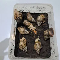 حلزون و تخم حلزون آچاتینا آلبینو (خاویار حلزون)