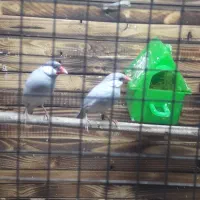 فنج نرگسی سیلور