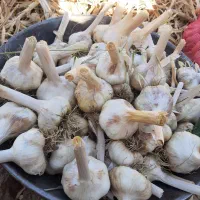 سیر درجه 1 برای بذر