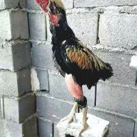 خروس لاری