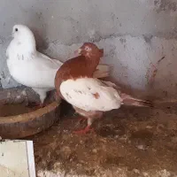 کبوتر پرشی خوب