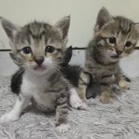 گربه و بچه گربه