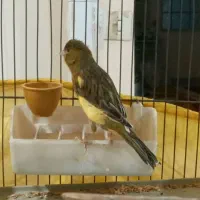 قناری ماده اماده