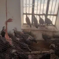 بوقلمون درجه یک جلگه رخ
