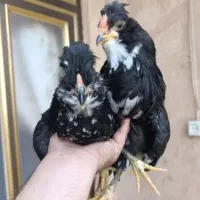 تعدادی مرغ ونیمچه خروس
