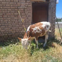 تلیسه سیمینتال اصیل ولوکس