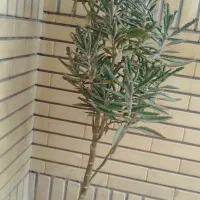 اشک عروس سرحال و شاداب