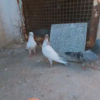 کفتر جوجه