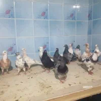 20عد کبوتر معمولی