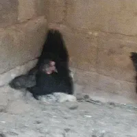 مرغ