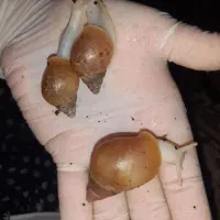 یک باکس حلزون ۳ تومن