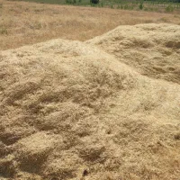 کاه گندم