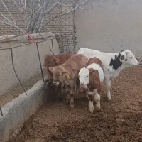 ۵راس گوساله نر سیمنتال لیموزین