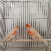 جفت قناری مزاییکی