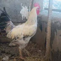 فروش و یا معاوضه خروس زیبا و جوان