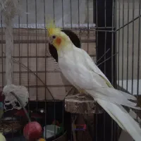 یک عدد عروس هلندی سخنگو