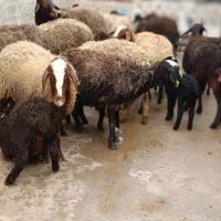 گوسفند افشار بابره خرج خوره|حیوانات مزرعه|قزوین, |دیوار