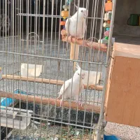 عروس‌هلندی‌سخنگو