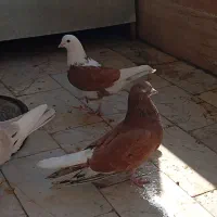 کبوتر ، کفتر خوش خال و بلند پرواز و ...