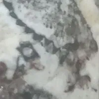 یک مجموعه فسیل برگ و نوع گیاه