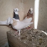 کفتر|پرنده|سیاخ دارنگون, |دیوار