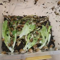 حیوان خونگی