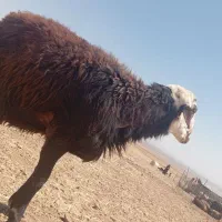 قوچ