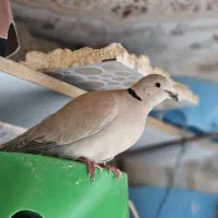 کبوتر خانگی،کپوت