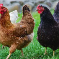 مرغ وخروس مشکی و سفیدقربانی