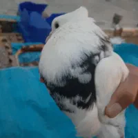 کبوتر