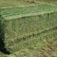 بیده خشک انباری بردسیر