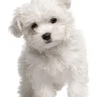 فروش سگ خونگی