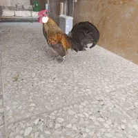 خروس رزکامپ
