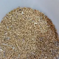 گندم|عمده‌فروشی|عنبرآباد, |دیوار