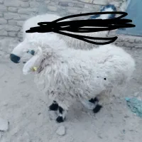 گوسفند نر چاق