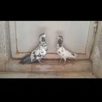 ۴ جفت کفتر پرشی