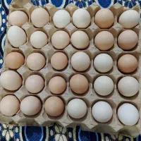 تخم مرغ