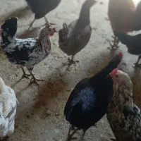 مرغ تخمگزار لری و گلین