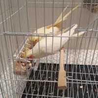 عروس هلندی مولد