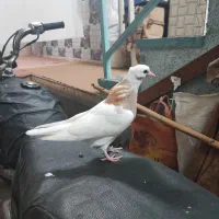 تعدادی کبوترطوقی ویک جفت نوک قنار
