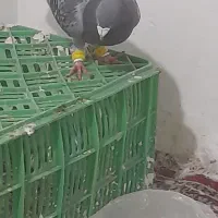 کفتر یا کبوتر