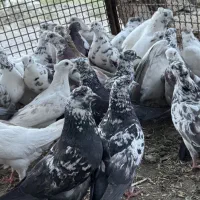 کبوتر فروشی