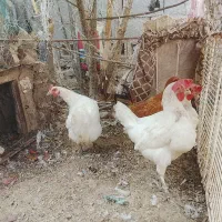 مرغ