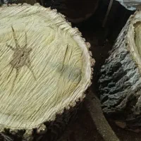 چوب‌توت