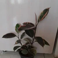 فیکوس شرابی ۳۸۰