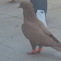 کفتر کرمونی دم سفید