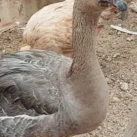 غاز