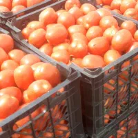گوجه فرنگی مستقیم از سر زمین کشاورزی