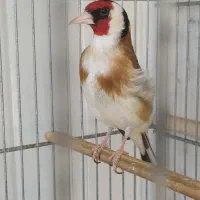 سهرهه گل قفل صاف اتو کشیده زیبا